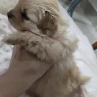 واگذاری سگ|سگ|مشهد, شهرک امام هادی (شهرک غرب)|دیوار