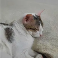 گربه خونگی واکسینه وآروم شناسنامه دار