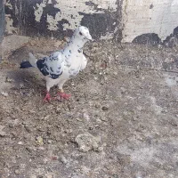 ماده