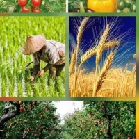 رفع ریزش وپوکی محصولات کشاورزی
