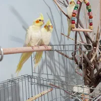 عروس هلندی دوماه،دون خور|پرنده|پردیس, فاز ۴|دیوار