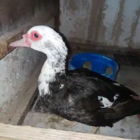 اردک روسی ماده