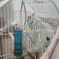 عروس هلندی آلبینو