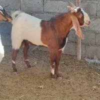 کره نر یک ساله چاق تبری کیلو ای ۶۵۰