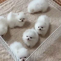 سگ پامر گرید A بازید مساوی خرید