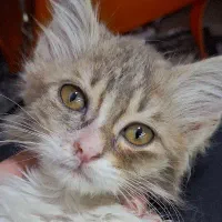 واگذاری بچه گربه dsh