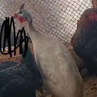 مرغ شاخدار سفید اصیل