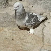 گوگ ماده|پرنده|بهبهان, |دیوار