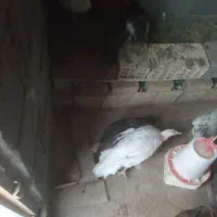مرغ بوقلمون