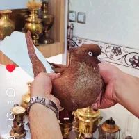 دم سفید