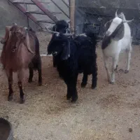 بزغاله نر کیلویی ۲۶۰ هزار|حیوانات مزرعه|بجنورد, |دیوار