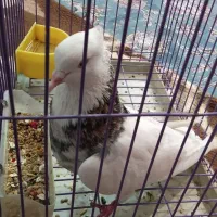 سلام‌طوقی‌هفت‌رنگ‌سرور‌سالم‌