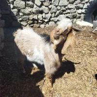 گوسفند.چپش.کهره