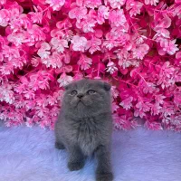 گربه نژاد اسکاتیش فولد شورت هیر|گربه|آمل, |دیوار