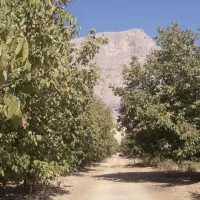 ۵۰۰باغ مثمر ۱۵کیلومتری بیستون منطقه چمچمال|فروش زمین و ملک کلنگی|بیستون, |دیوار