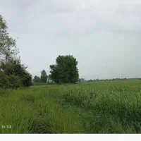 فروش زمین کشاورزی|اجارهٔ دفتر صنعتی، کشاورزی، تجاری|شفت, |دیوار