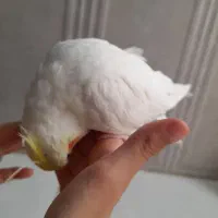 عروس هلندی نر دستی|پرنده|شیراز, کوشک میدان|دیوار