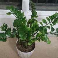 گل طبیعی بامبو،زاموفیلیا