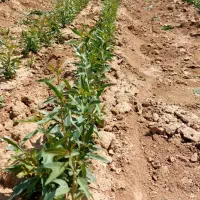فروش بذر شفتالو و بادام و...جهت احداث نهالستان|خدمات باغبانی و درختکاری|پارس‌آباد, |دیوار