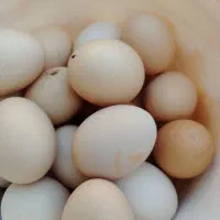 تخم مرغ محلی تازه|خوردنی و آشامیدنی|سبزوار, جوادیه شرقی|دیوار