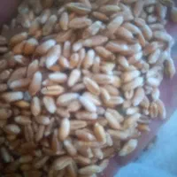 گندم درجه یک