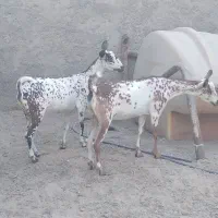 بزصلاله|حیوانات مزرعه|بندرعباس, |دیوار