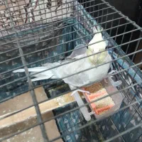 عروس هلندی و مرغ عشق|پرنده|قرچک, محمد آباد|دیوار