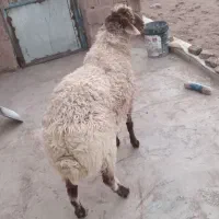 بره نر