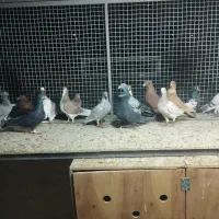 کفتر|پرنده|شیراز, شیخ روزبهان|دیوار