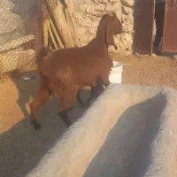 دو عدد بز دورگ|حیوانات مزرعه|بیرم, |دیوار