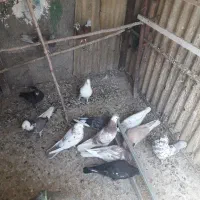 ۱۴عددکفتریاکبوتر|پرنده|قرچک, داوود آباد|دیوار