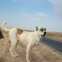 سگ گمشده|حیوانات|همدان, |دیوار