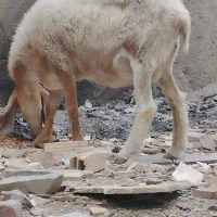 میش وبره ماده