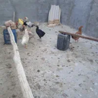 مرغ|حیوانات مزرعه|قائن, |دیوار