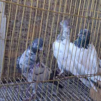 ۴عددپاکستانی حراج