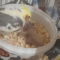 جفت مولد عروس هلندی