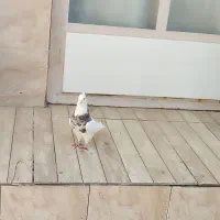 کفتر طوقی هفت رنگ نر پاک