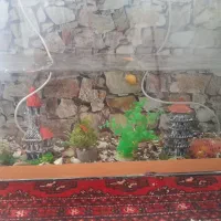 آکواریوم