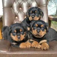 روتوایلر و دوبرمن گریدA با خط خون بالا|سگ|تهران, بریانک|دیوار