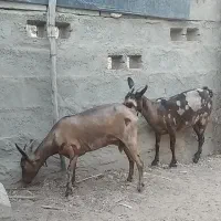 صلاله پچی وخطی