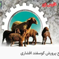 قوچ افشاری هترو ژن دار
