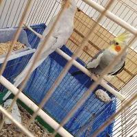 عروس هلندی مولد تضمینی چهار ماه پیش جوجه دادن|پرنده|سرپل ذهاب, |دیوار