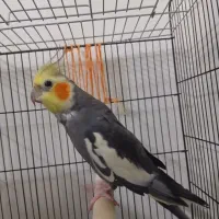 عروس نر صحبت کن