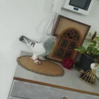 گرفتنی نره فکنم 800