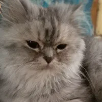 گربه برتیش ماده