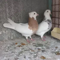 کبوتر تهرانی تزینی