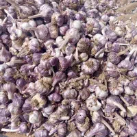 سیر خشک بذری و ساده