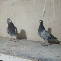 کبوتر قورگی و پولکی