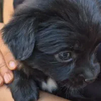 فزوش توله اشپیتز معمولی|سگ|کازرون, |دیوار