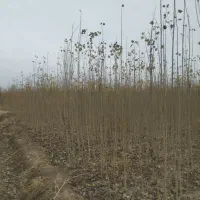 نهال گران میخرید مقصرخودتانی بیاببر تضمینی اصالت|حراج|بیجار, |دیوار